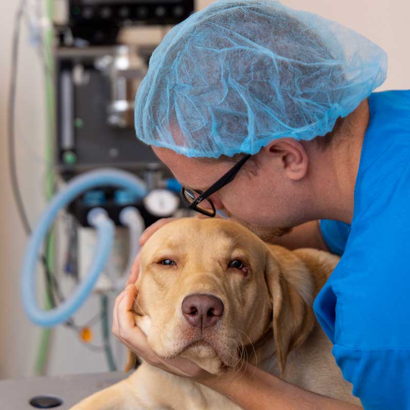 Veterinary Jobs in Brunswick