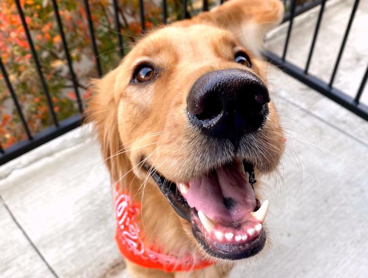 Pet Dental Care
