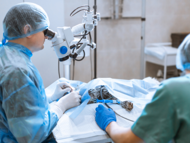 $City Veterinary Surgeries