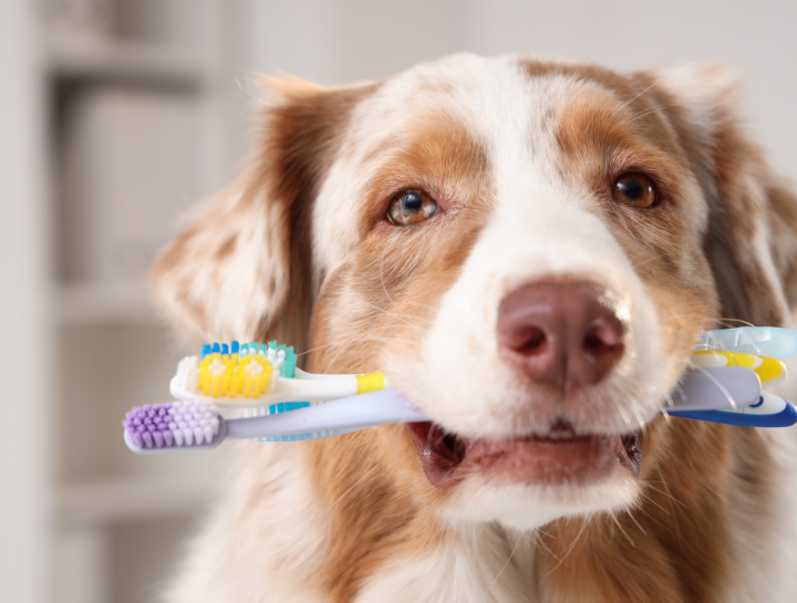Preventive Dental Care