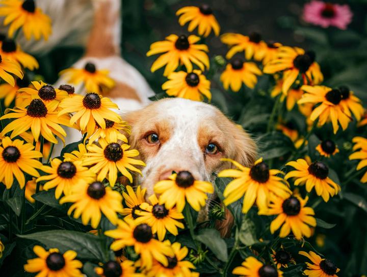 Preventive Care for Dogs